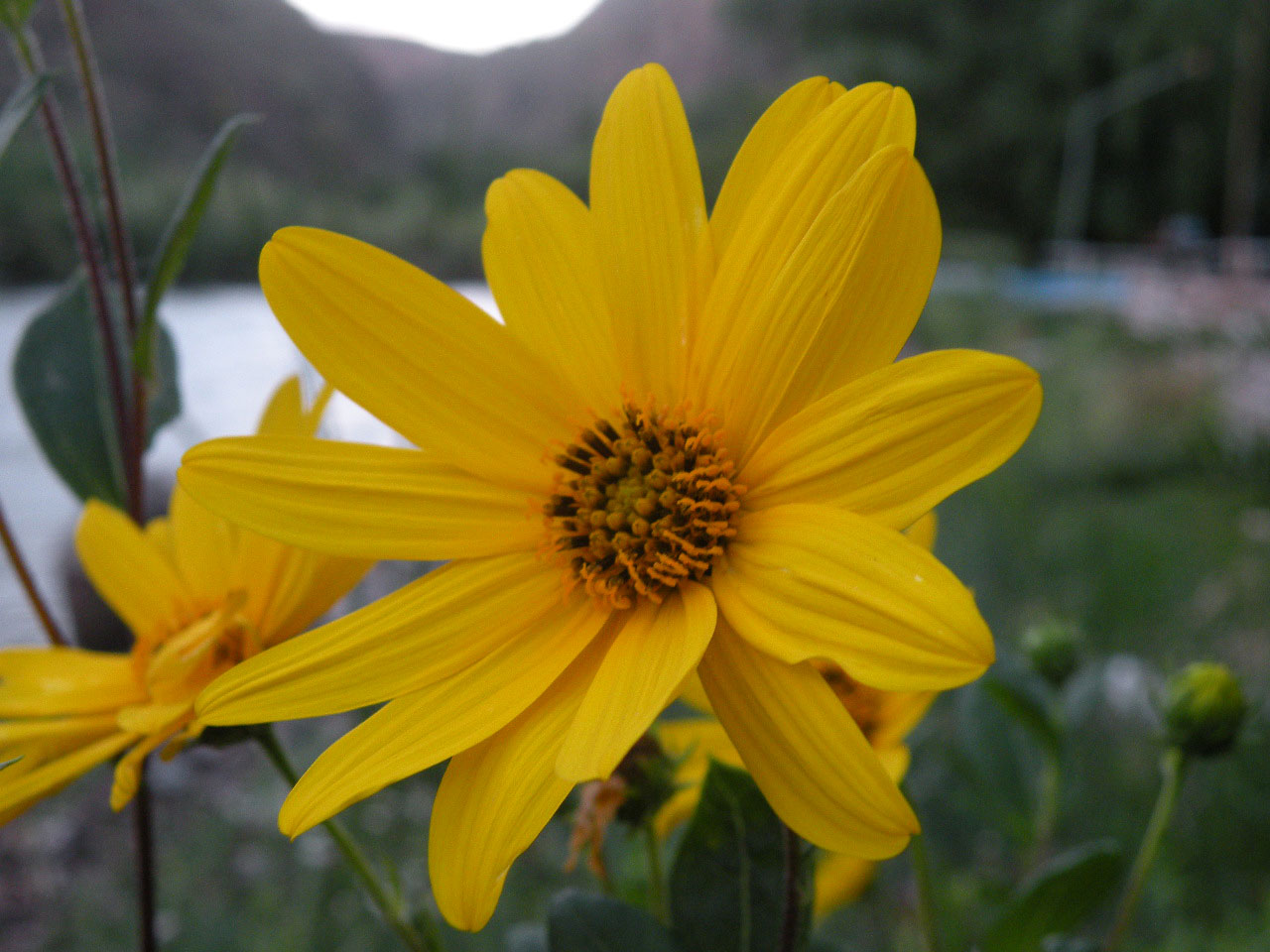 Girasol