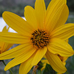 miniatura de girasol.jpg